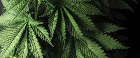 ADVICE ON MENTAL HEALTH: What Research Tells Us About Cannabis Use — And What Parents Should Consider ADVICE ON MENTAL HEALTH: What Research Tells Us About Cannabis Use — And What Parents Should Consider