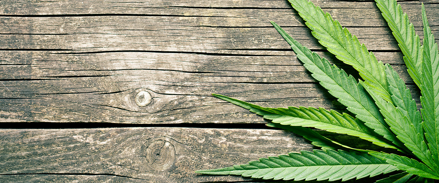 Long-Term Regular Cannabis Users Showed Cognitive Deficits at Midlife in 45-Year Study
Long-Term Regular Cannabis Users Showed Cognitive Deficits at Midlife in 45-Year Study