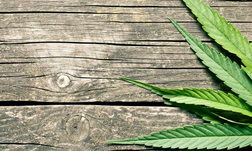 Long-Term Regular Cannabis Users Showed Cognitive Deficits at Midlife in 45-Year Study