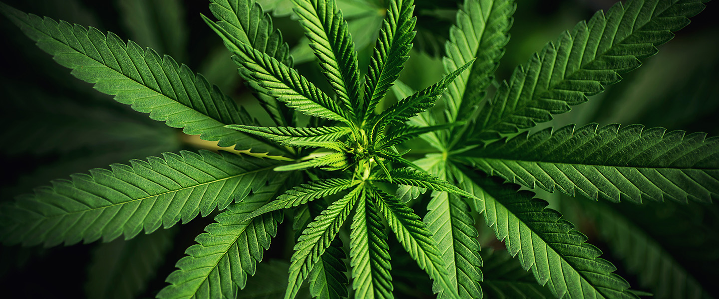 Cannabis Use in Adolescence May Alter Development of Cerebral Cortex
Cannabis Use in Adolescence May Alter Development of Cerebral Cortex