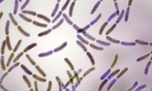 Pregnant Mice on High-Fat Diets Have Gut Microbe Deficiencies That Perturb Social Behavior Across Generations of Offspring, Study Finds