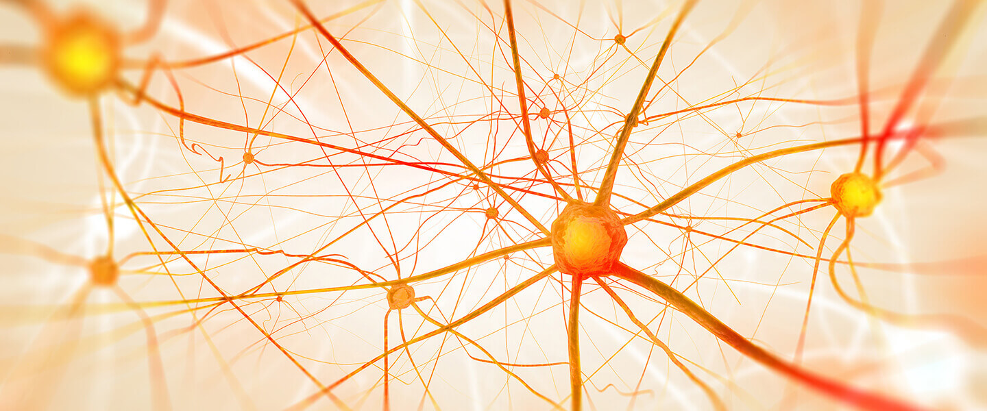Study Sheds Light on How Early-Life Abuse Can Alter Maturation of Brain's Emotion Circuitry
Study Sheds Light on How Early-Life Abuse Can Alter Maturation of Brain's Emotion Circuitry